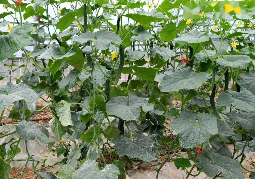 柏树乡:瓜果蔬菜基地里"长出"红火日子_种植