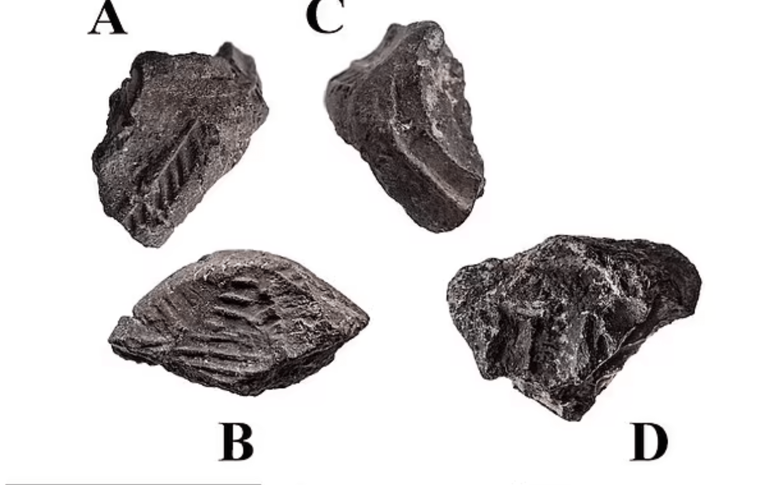 以色列出土近7000年前黏土印章，可能用於封條和簽收快遞 國際 第3張