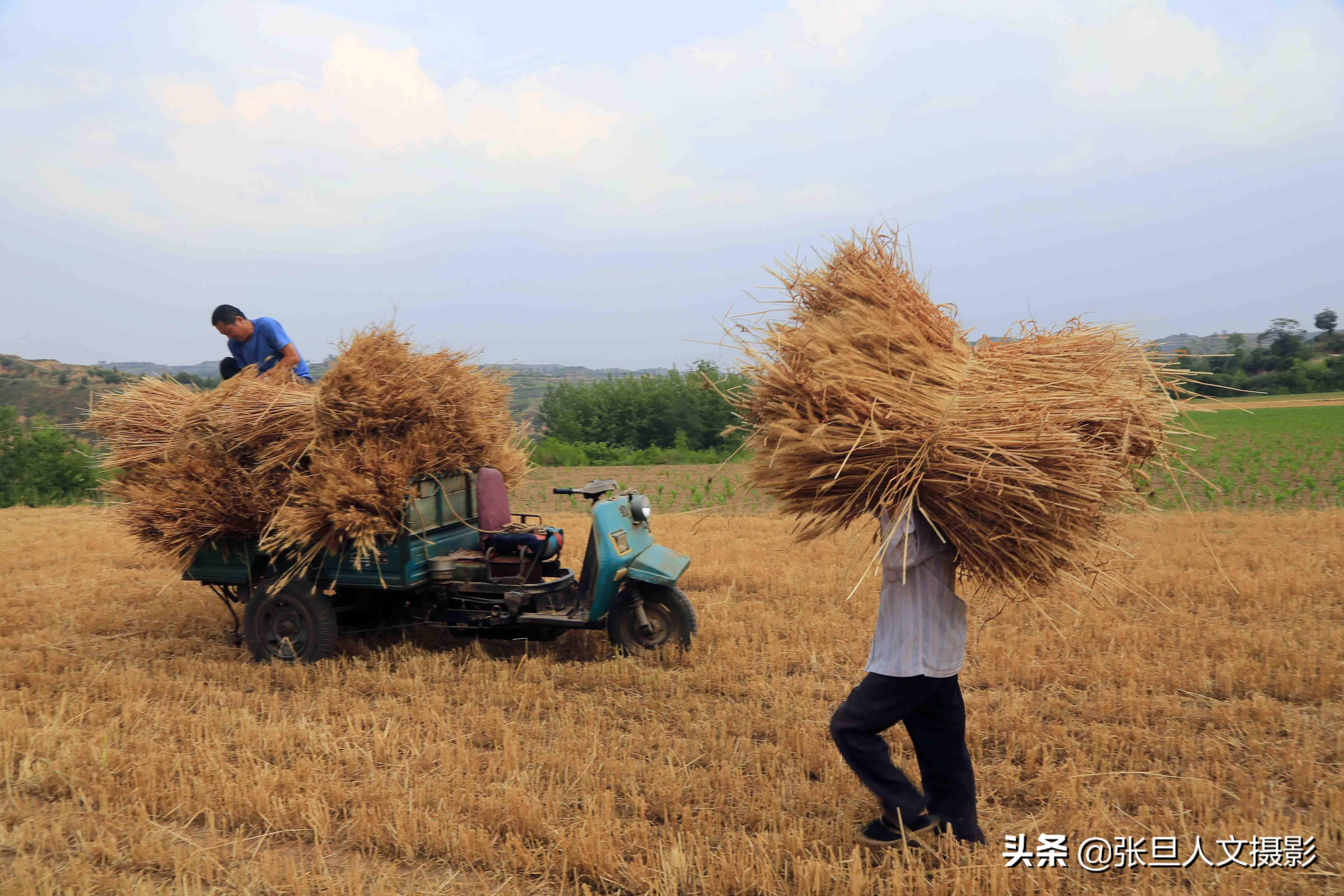 割麦子图片朋友圈图片