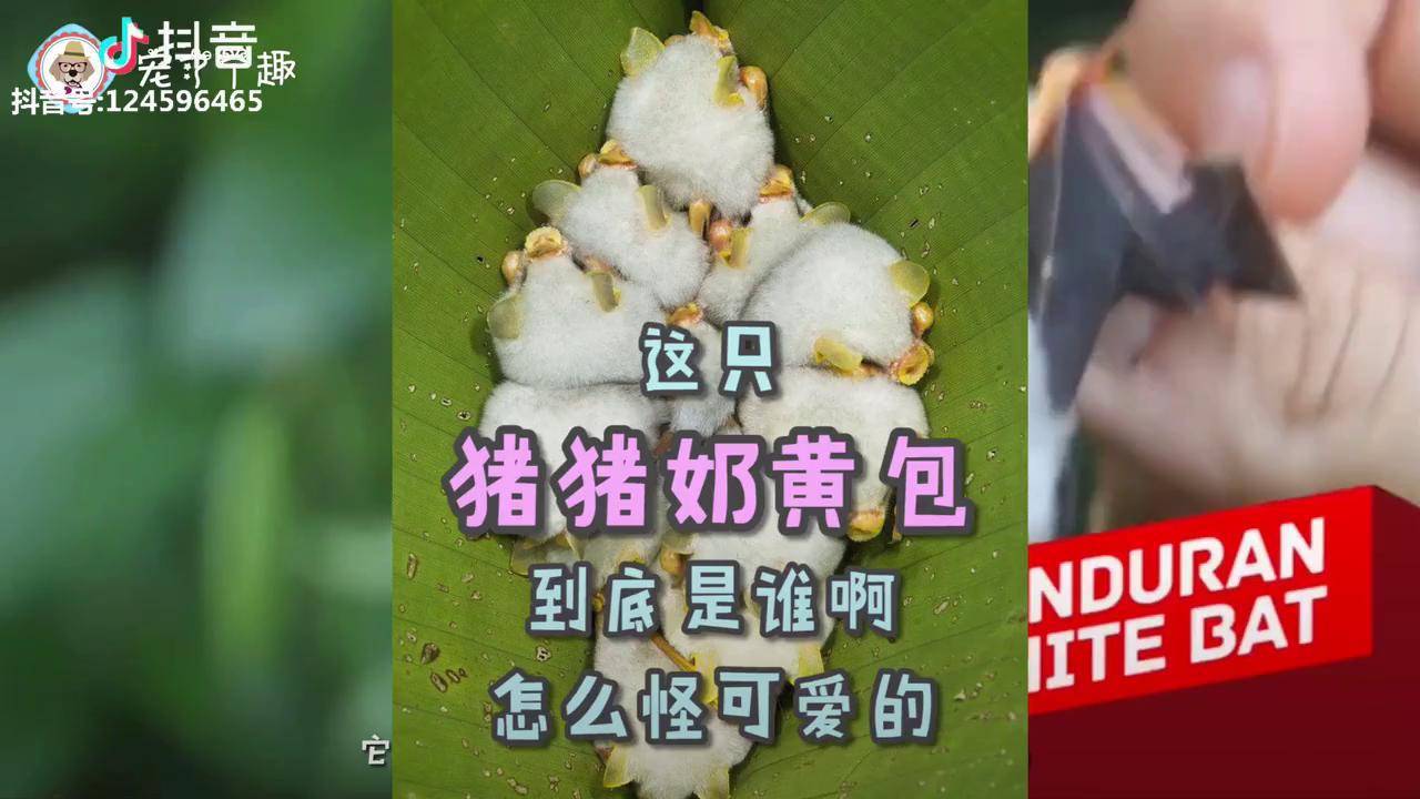 洪都拉斯白蝙蝠越看越像奶黄包