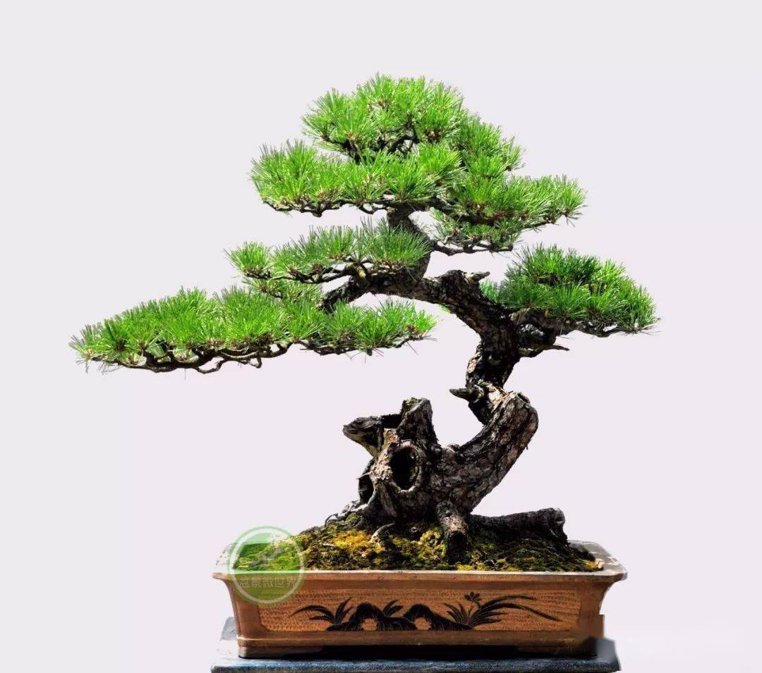 玩盆景为啥一定要玩松