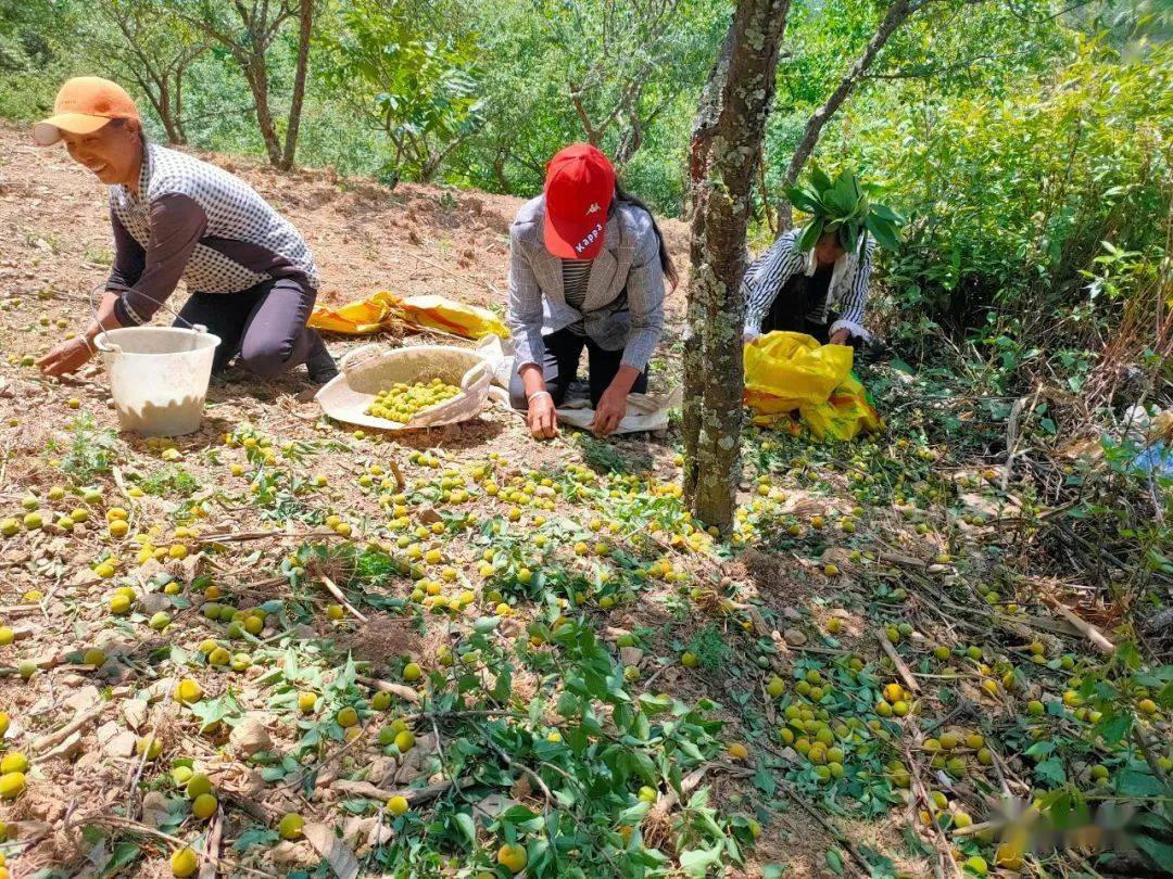 乐秋乡麻栗村:梅子酸了,群众甜了