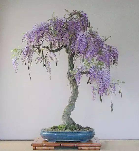 紫藤盆景极品图片