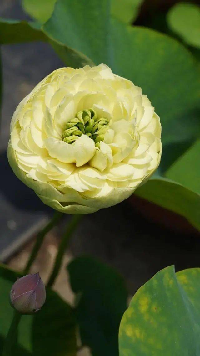 每日一花 | 荷花"绿珠":花心绿,花瓣颜色黄绿