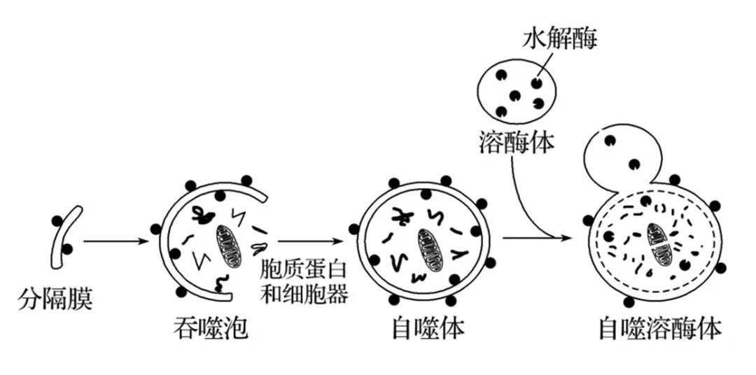 natmethods熊伟仓春蕾等揭示细胞衰老过程中自噬溶酶体降低内吞溶酶体