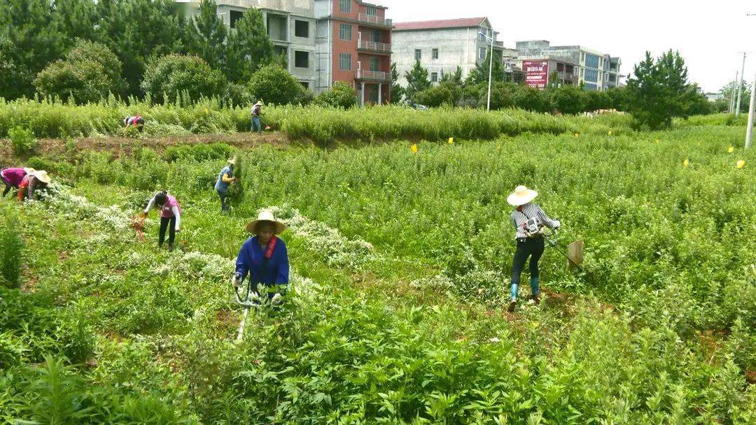 在赤東鎮神奇艾谷蘄艾基地裡,5000畝蘄艾漲勢喜人,艾草飄香,當地農戶