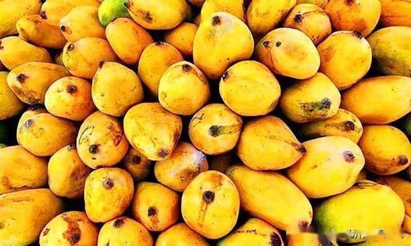 巴基斯坦外交部驳斥芒果外交的相关报道