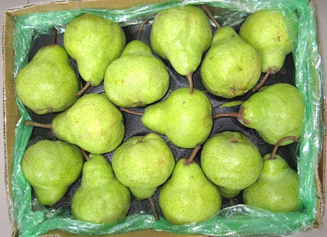 南半球西洋梨生产与出口情况