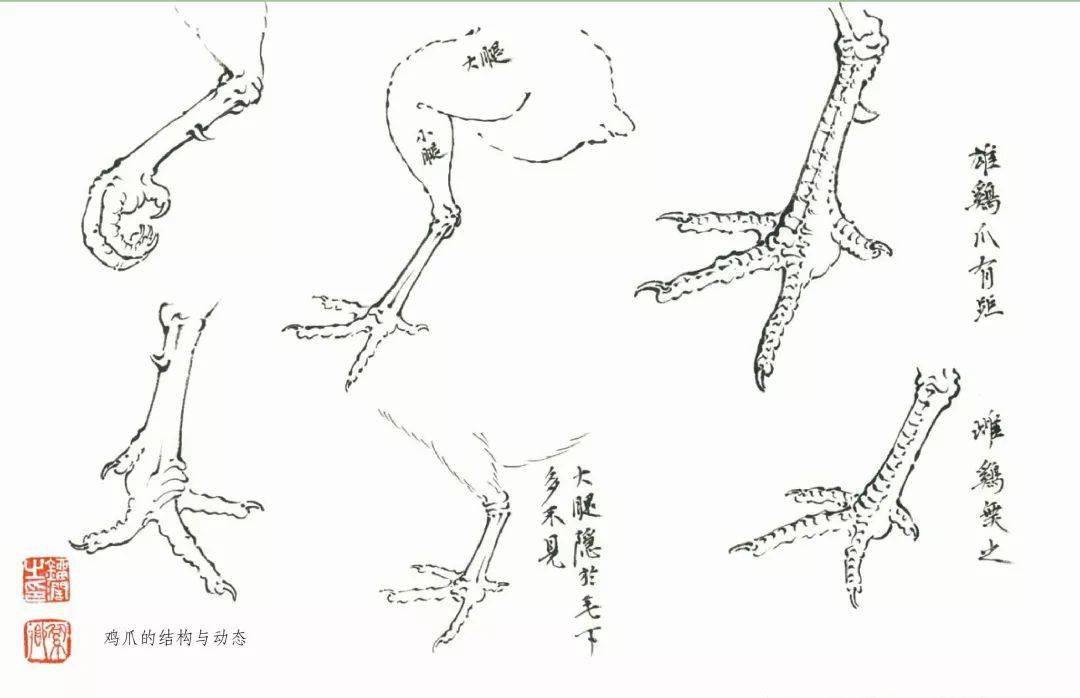 图文教程写意公鸡画法