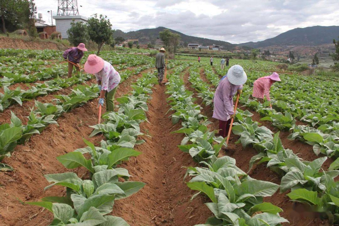 烤烟揭膜培土正当时,南涧"三个举措"助力烟农种好烤烟