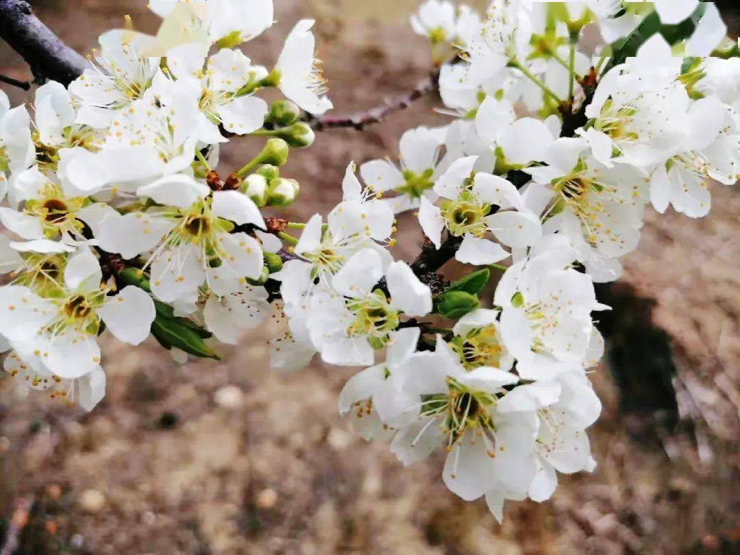 流口水警告信宜三华李5斤装低至48元酸甜脆嫩省内包邮送到家