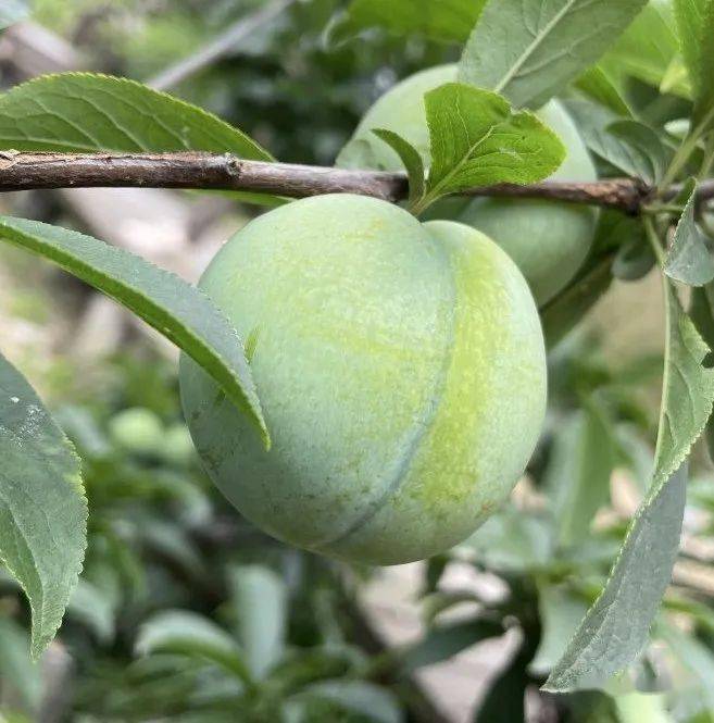 它又双叒叕来啦金塘李预计7月上旬可上市