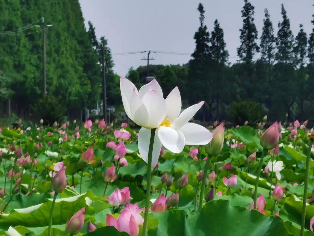 1000多亩,300多个品种,青西郊野公园荷花迎来盛花期