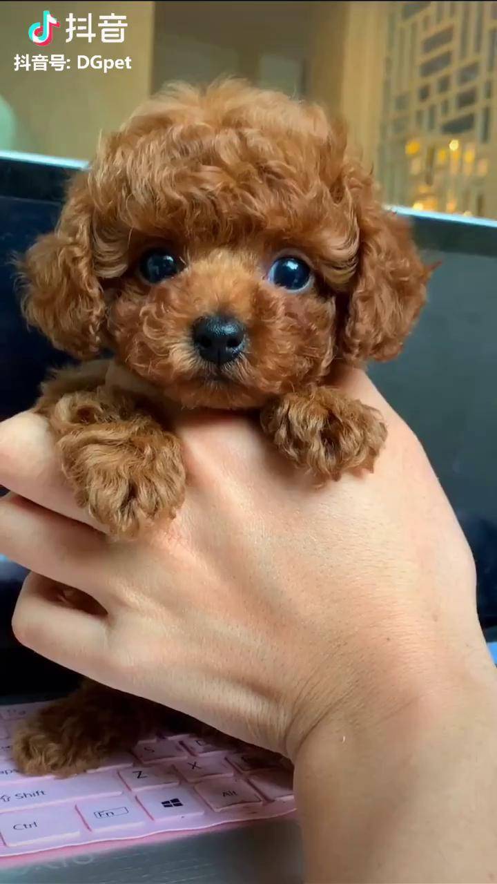 一个手掌大的大波浪渣狗