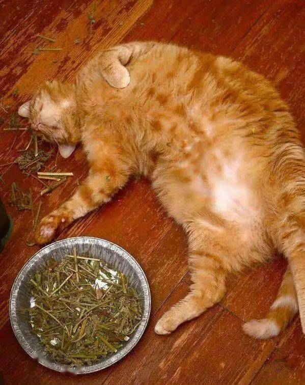 用猫薄荷水洗澡,猫咪真的会更爱我吗?