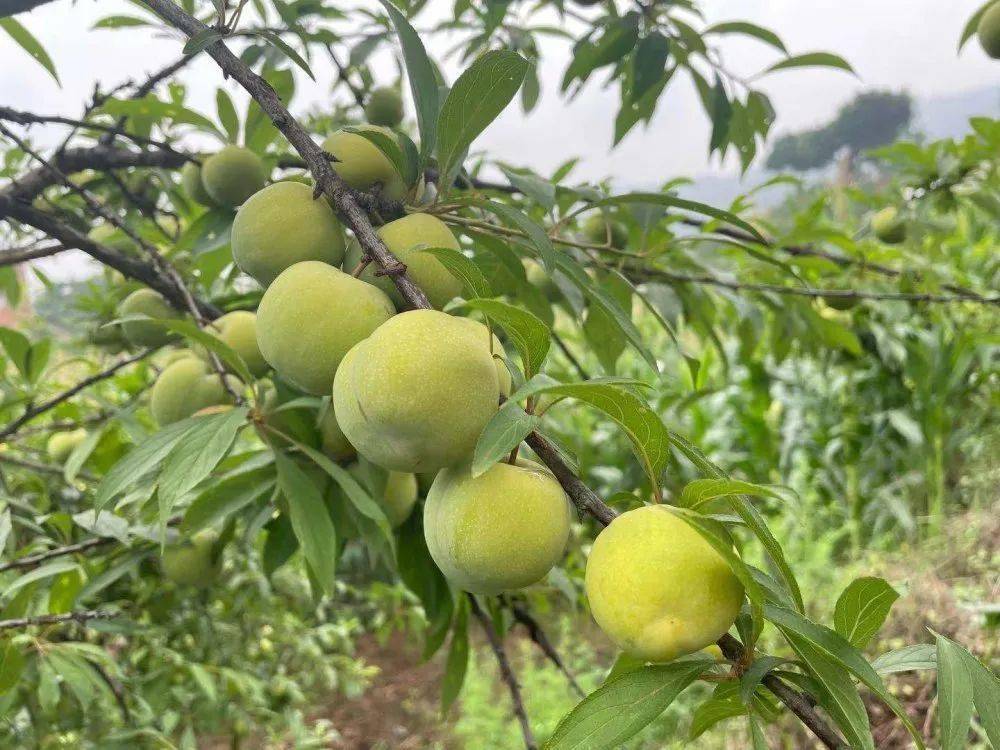 这里的李子是"江安李"那一树李子枝繁叶茂间点缀着漫天的青黄仅需5元