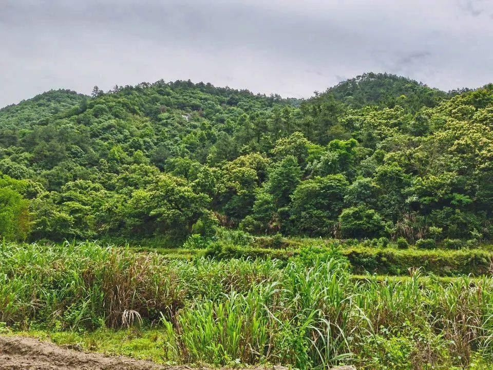 小编从罗田县城来到接受采访的主人公家庭所在地—罗田县河铺镇江家