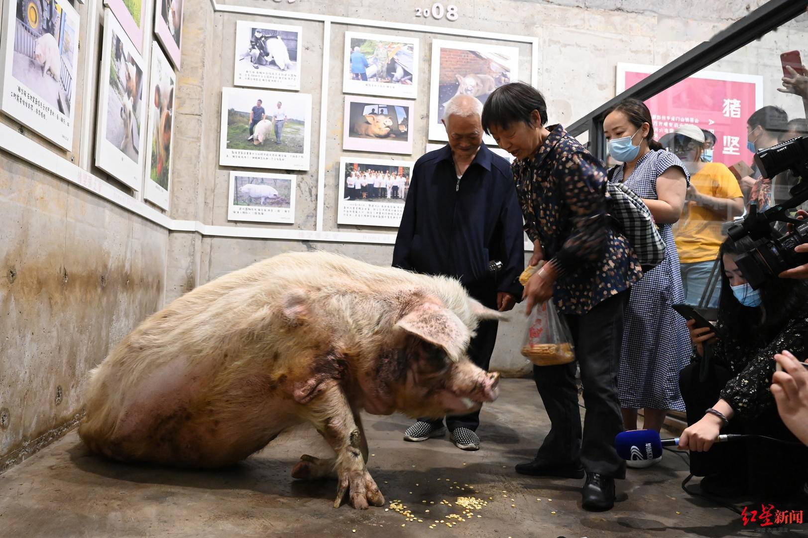 猪坚强 去世 曾在地震废墟下坚持36天 代表灾难中的励志精神 建川博物馆