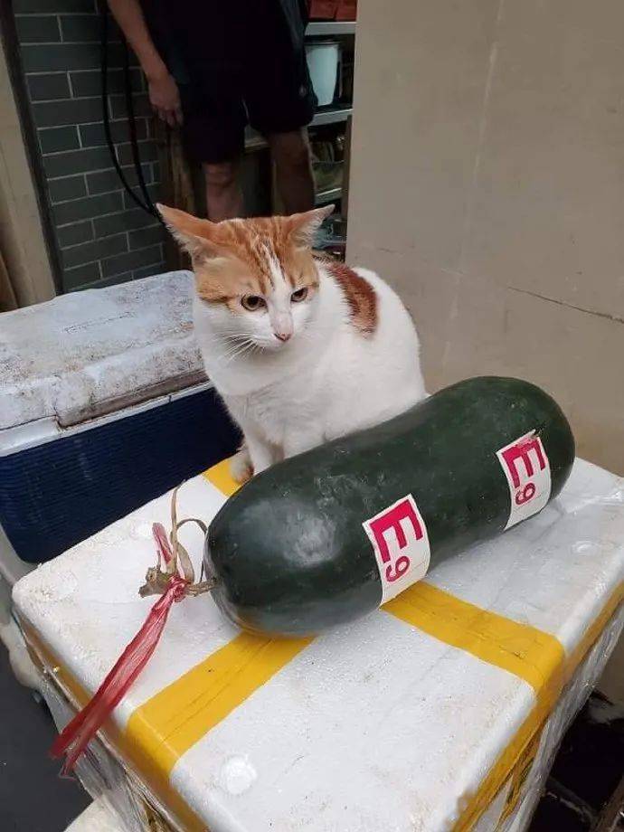 卖冬瓜的猫咪,你们快来捧捧场啊