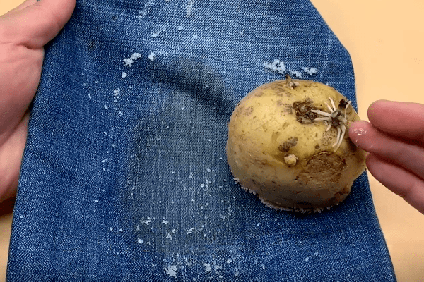 发芽的土豆是个宝留在家中有3大妙用别再当垃圾扔了