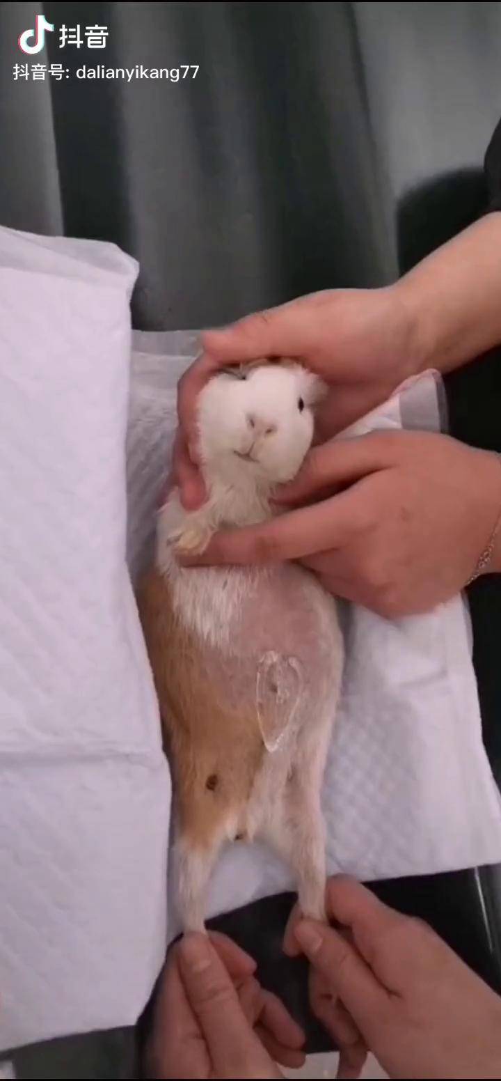 给小荷兰猪打彩超这小的叫声还挺可爱