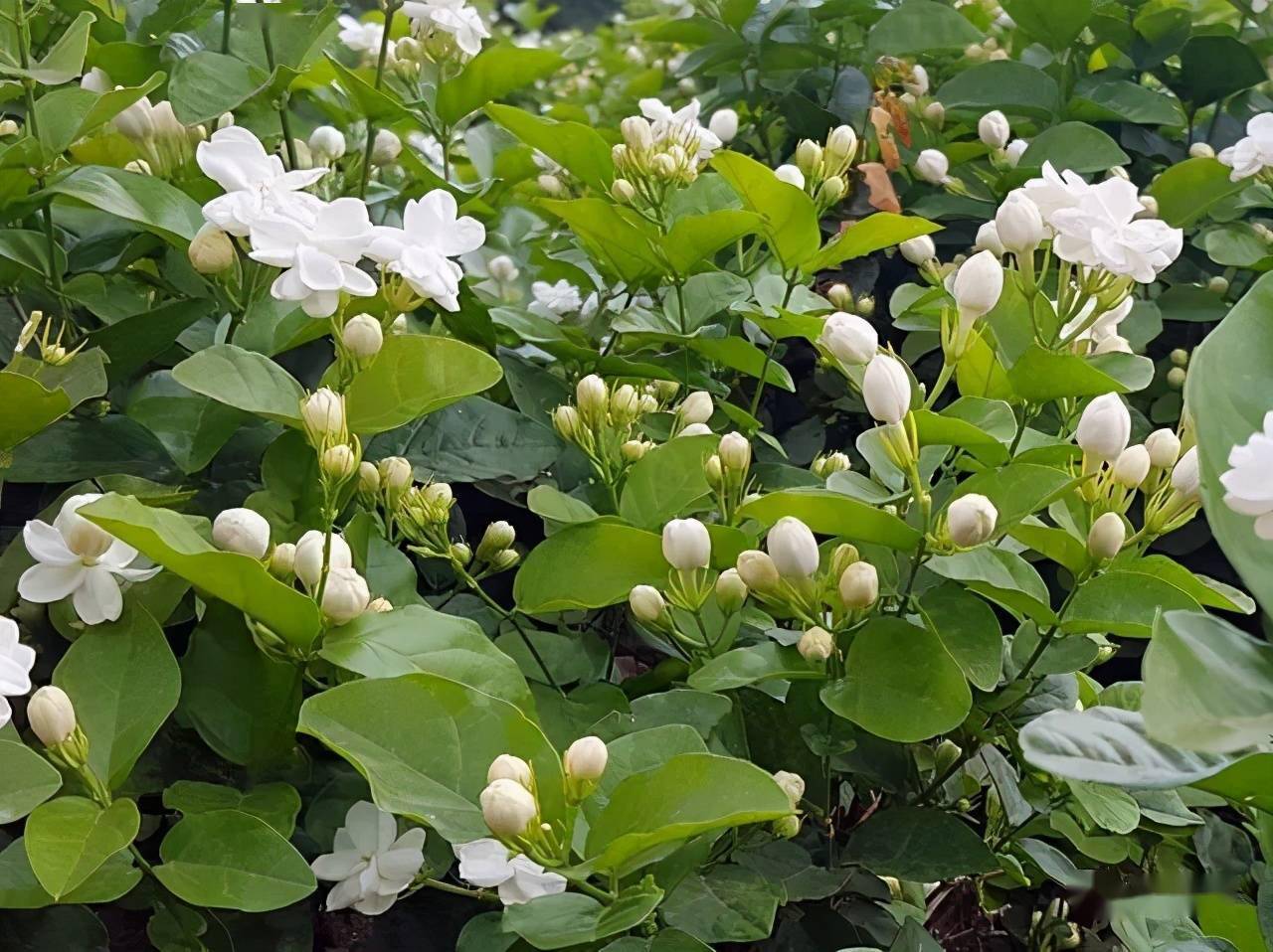 茉莉花種植基地東張鎮華石村的隨著氣溫走高6月以來又香又白人人誇