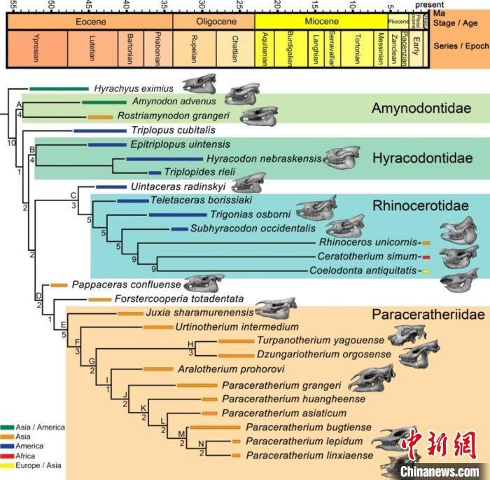 化石|科学家发现地球史上最大陆地哺乳动物新属种：2650万年前“临夏巨犀”