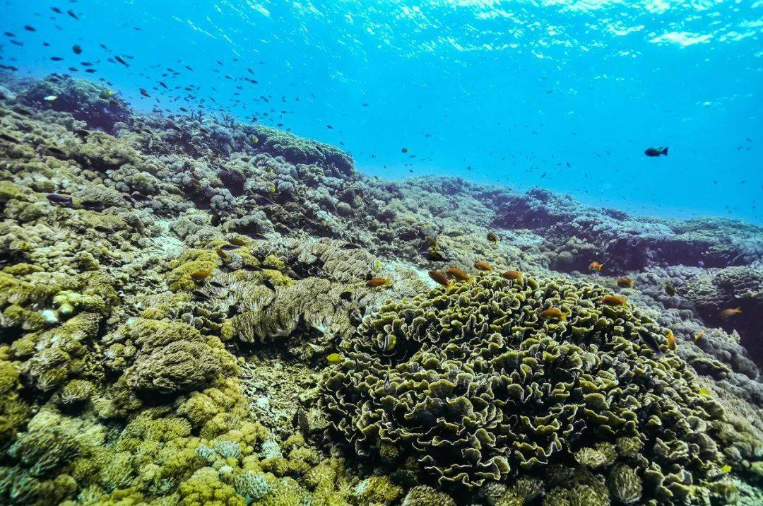 最后的净土神秘西沙西沙归来不看海人生打卡之地满足你对海洋的终极