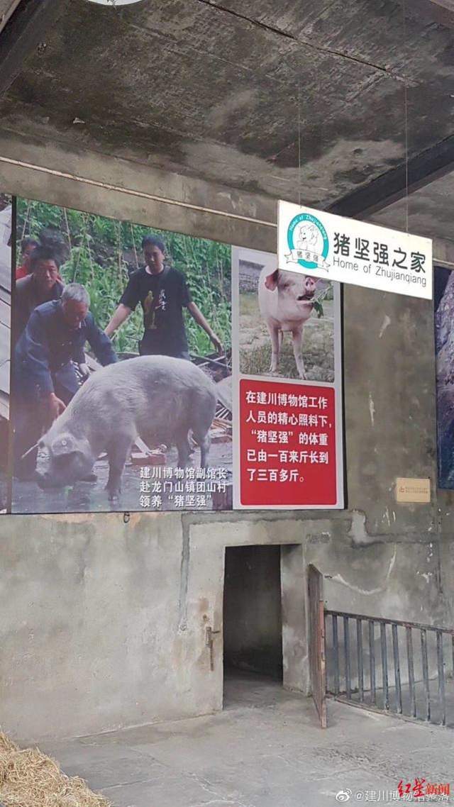 汶川地震中存活的“猪坚强”去世,目前遗体已被冰冻_建川博物馆