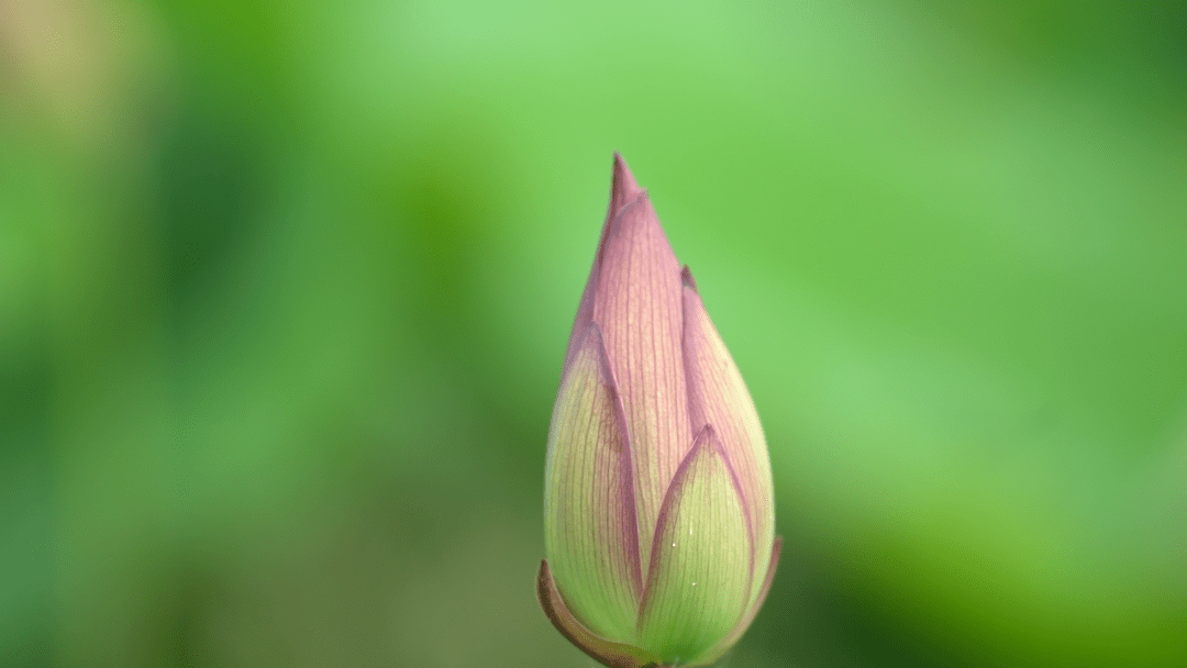 eae1d29085734251b7f628980bb30f1a.png