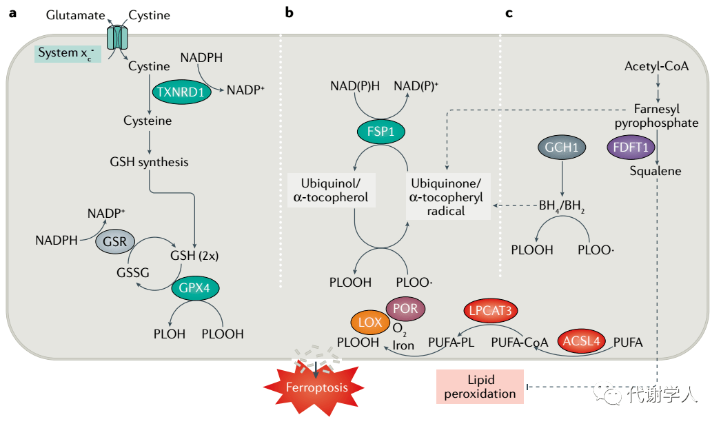 代谢典藏论细胞的几种死法之铁死亡篇