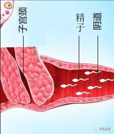 如何快速怀孕？如何控制宝宝的性别？你必须知道的6个备孕技巧怀孕快速好孕技巧