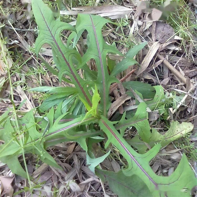 豬都不願意吃的野草原來是名貴藥材苦麻草居然是護肝草