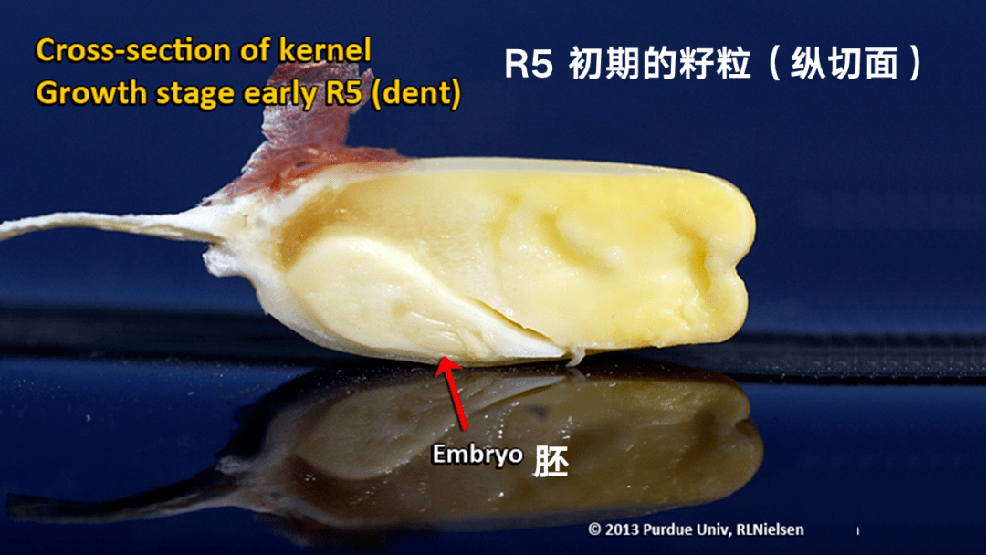 玉米籽粒横切面图片