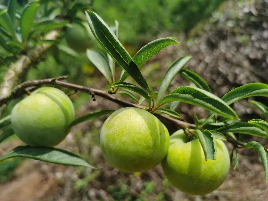 姜家的蜂糖李成熟了,19日开园!_李子树