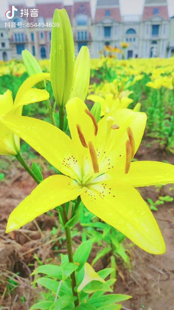 盛开的花朵黄蜂百合黄色系百合中的小美人临沂文旅