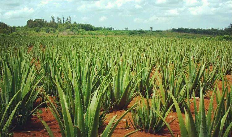 芦荟种植区这也是国家"芦荟"重点实验室经过各种比对之后认可并且选择
