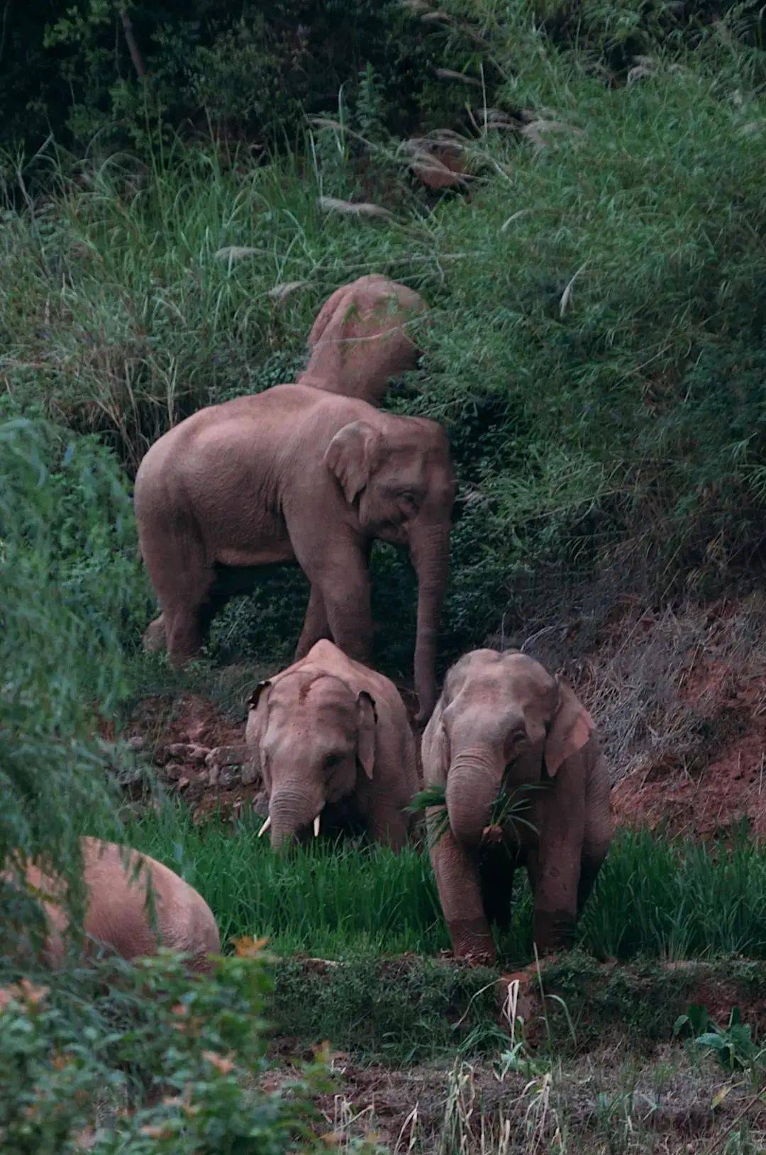 大象去哪儿一路向北