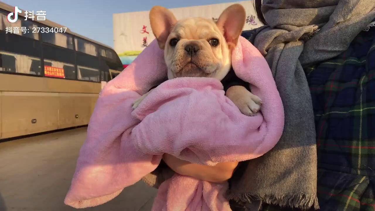 法国斗牛犬家有萌宠这也太可爱了吧谁家还没个傻狗