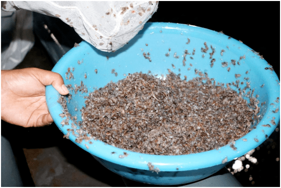 葡萄岛助力秦皇岛海域生态修复,200万只蟹苗投向渤海!