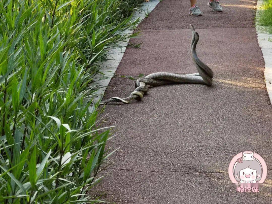 "双龙戏珠"吓坏路人!_街坊