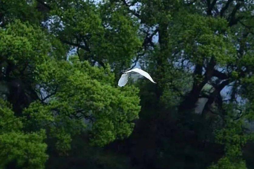 空山鸟语曲谱_魏小涵空山鸟语曲谱