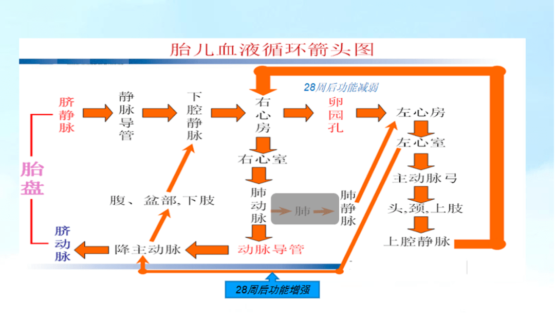 胎儿肺动脉的血液就会通过卵圆孔和动脉导管完成血液循环