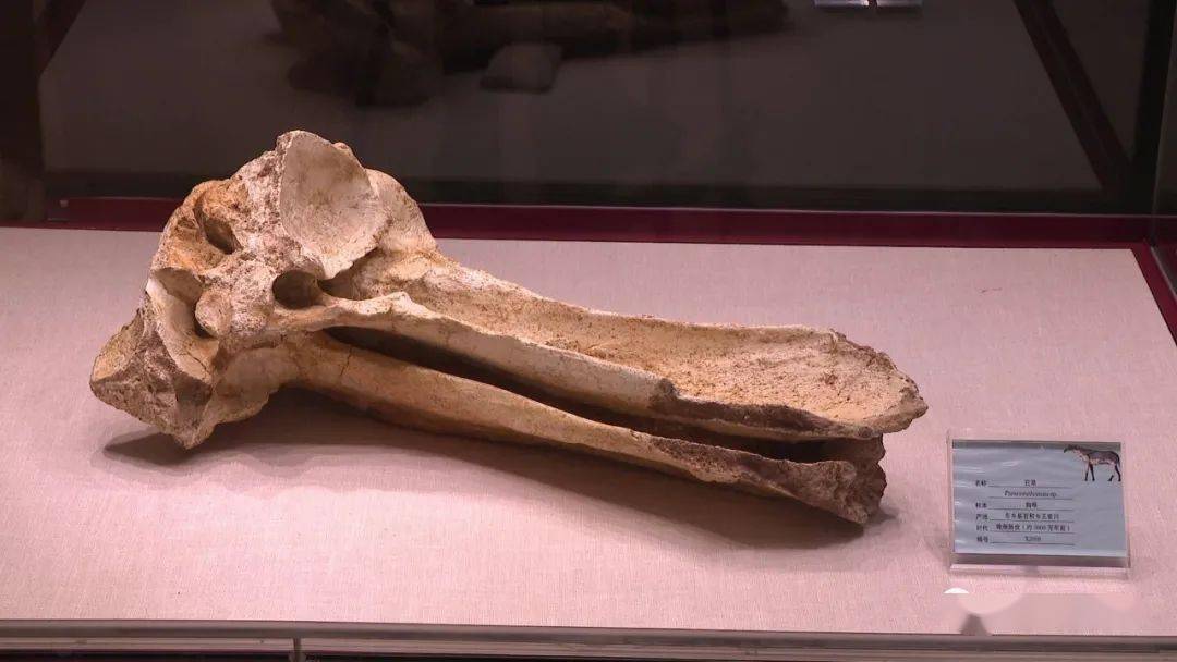 乡王家川的长度超过1米并带有下颌骨和寰椎的完整头骨化石进行了研究
