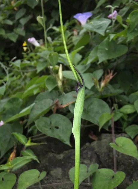 半夏,药名,【三候,半夏生;】故《埤雅》各释其义,然此物生於盛阳感阴