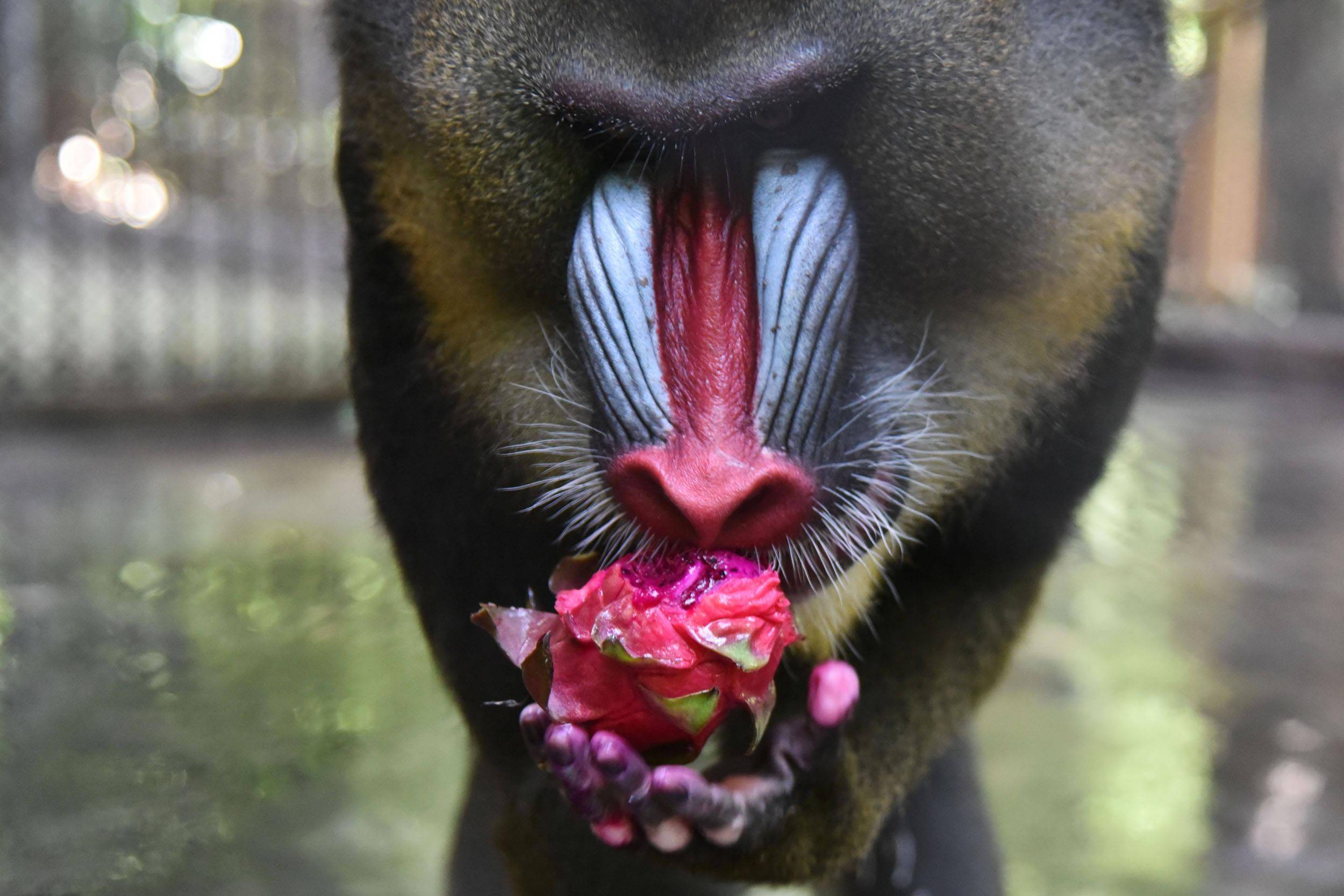深圳野生动物园群猴吃水果解暑_火龙果