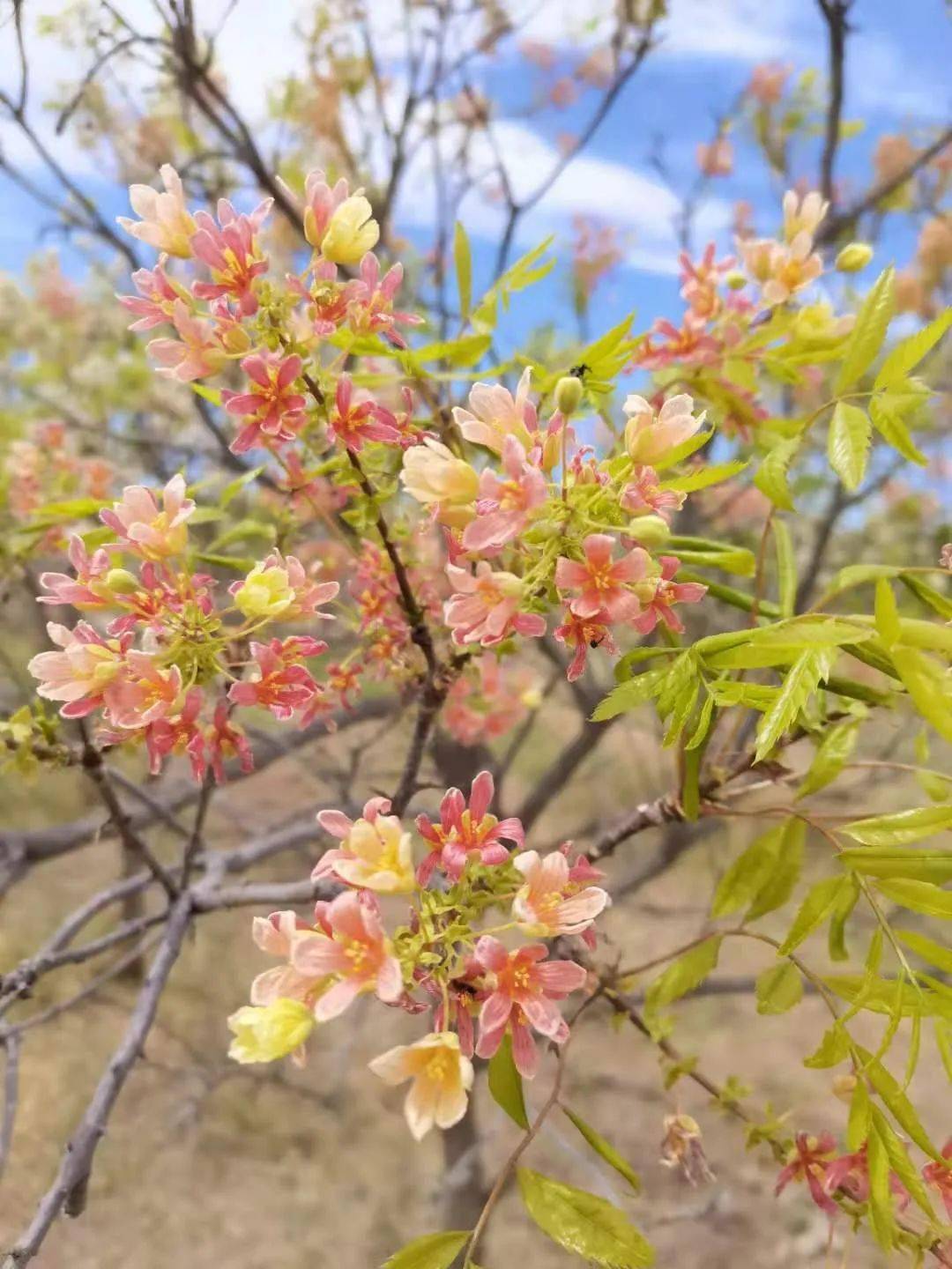 才貌双全的东方神树文冠果