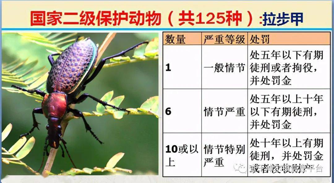 國家最新125類二級野生保護名錄圖片及違法對應刑責