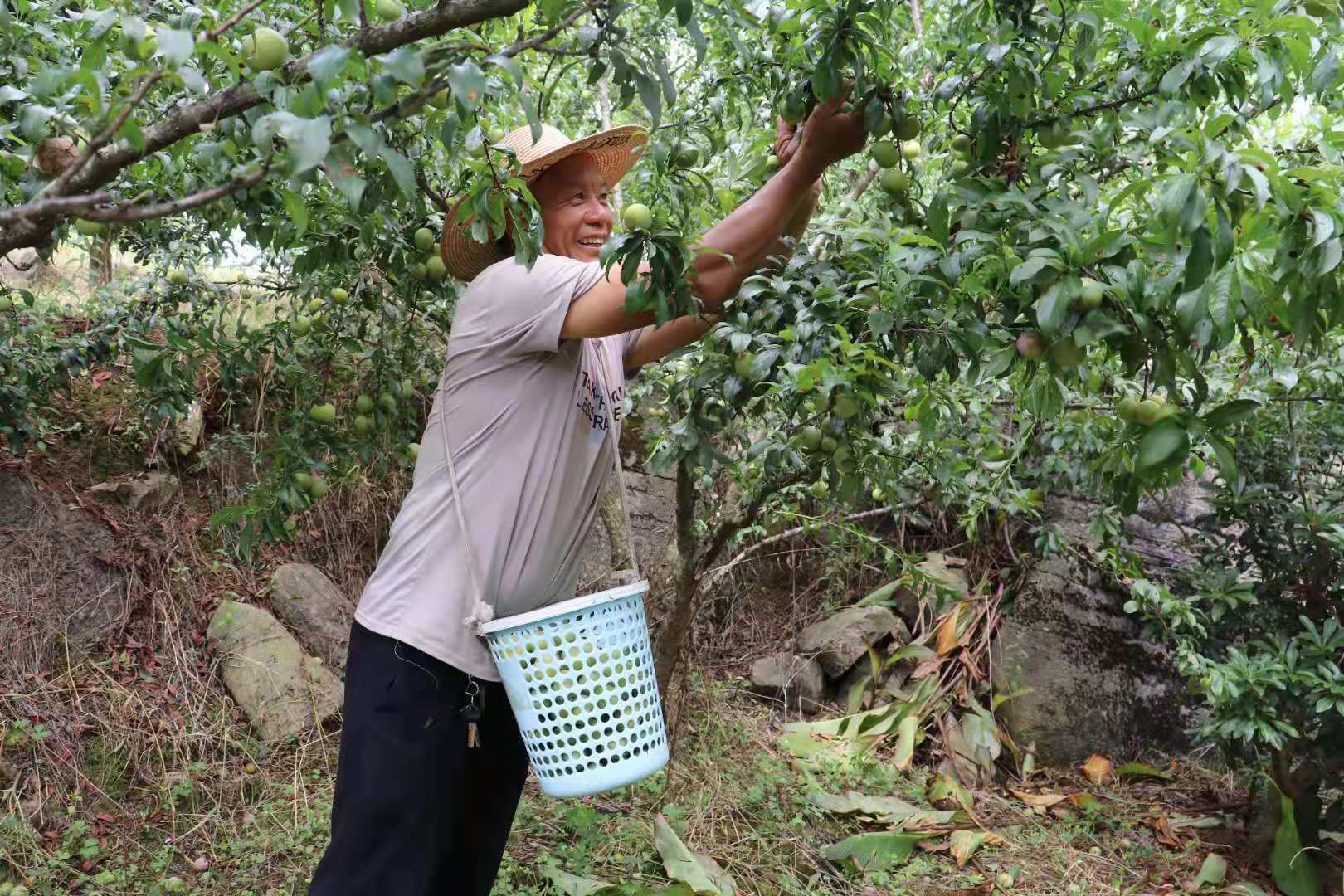 义龙新区:万屯镇万屯村50万公斤脆皮李成熟上市