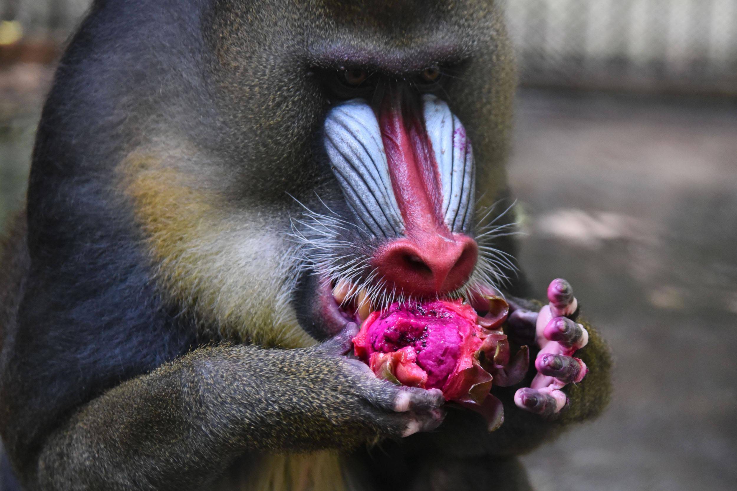 深圳野生動物園群猴吃水果解暑